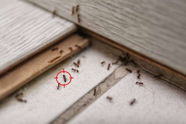 Best Pest Removal Services  in Central Square, NY