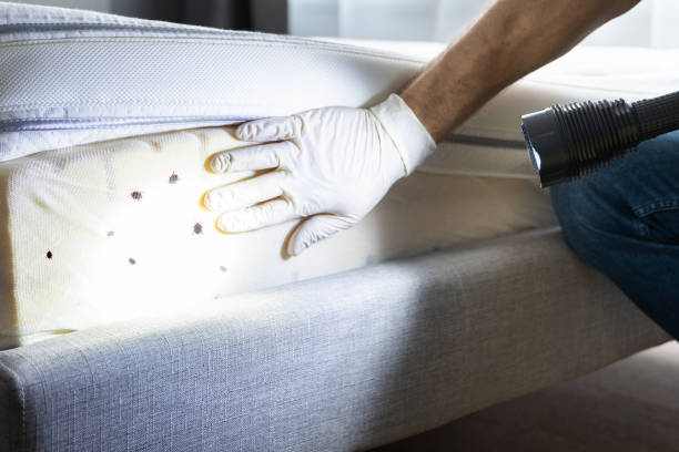 Best Emergency Pest Control  in Central Square, NY
