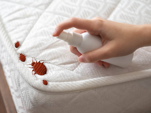 Best Bed Bug Extermination  in Central Square, NY