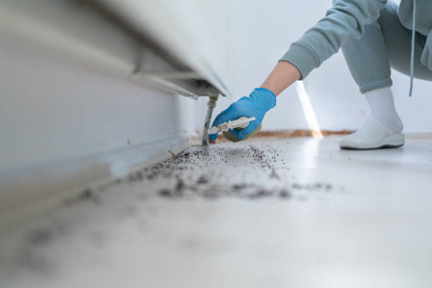 Best Ant Control Services  in Central Square, NY